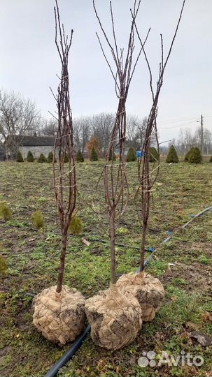 Продажа саженцев