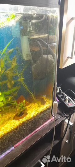 Аквариум на 150 литров с рыбками
