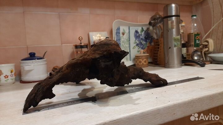 Коряга мангровая