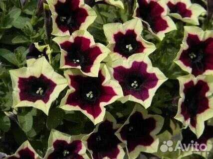 Вегетативные цветы