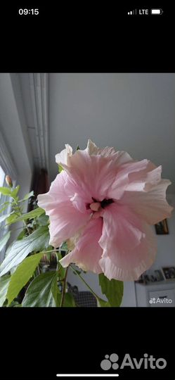 Гибискус китайская роза