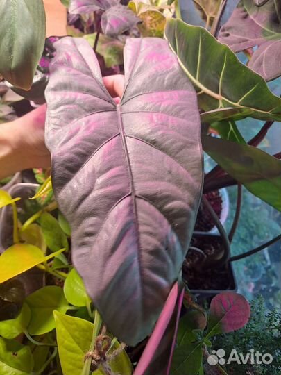 Алоказии, пилеи, филодендроны