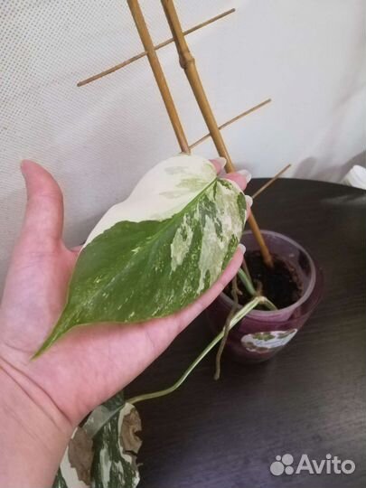 Монстера вариегатная альба