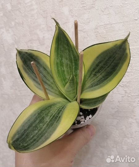 Сансевиерия Ханни голд