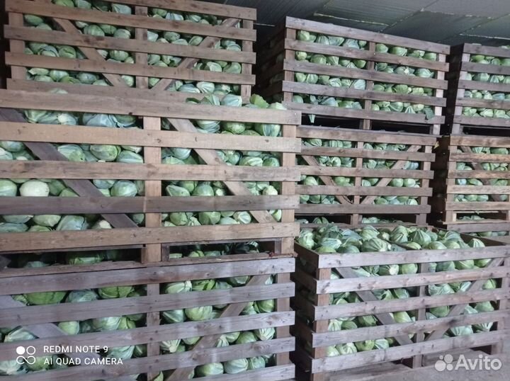 Капуста белокочанная