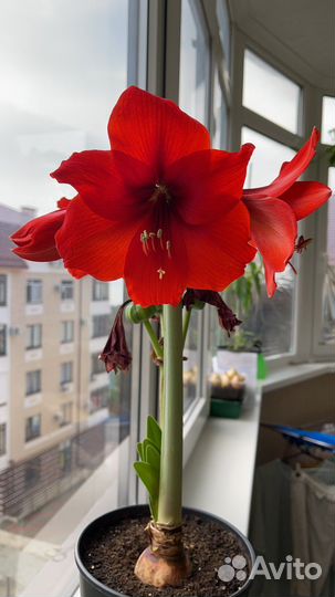 Гиппеаструм (Амариллис ) Гранд Дива
