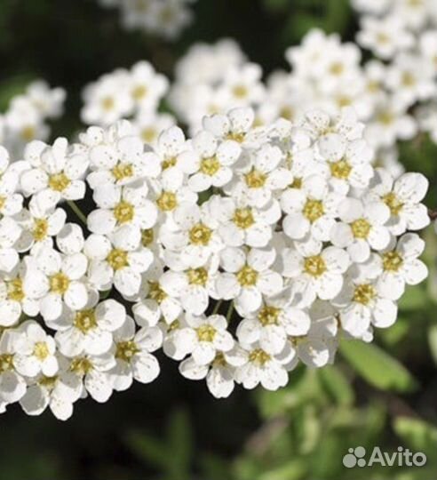 Спирея серая Грефшайм