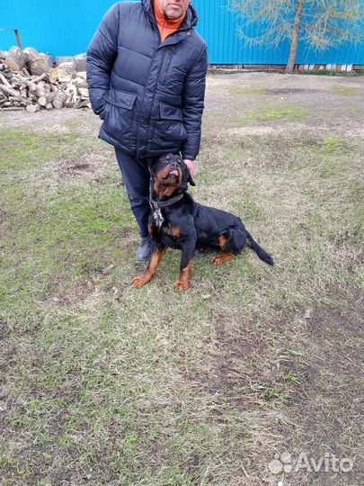 Собака в добрые руки отдам бесплатно