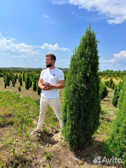 Туи колоновидные в наличии