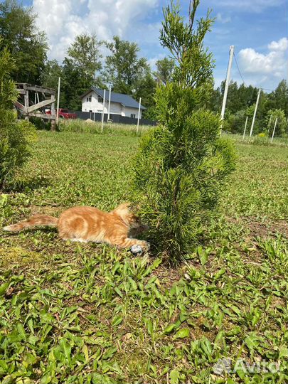 Котёнок бесплатно