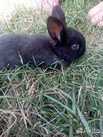 Декоративные карликовые кролики