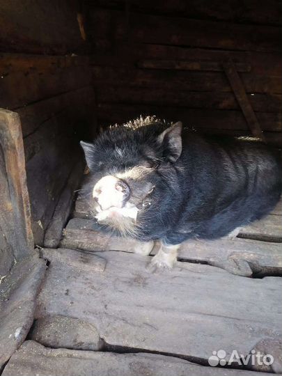 Вьетнамский вислобрюхий хряк