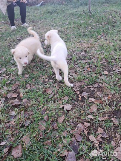 Щенки
