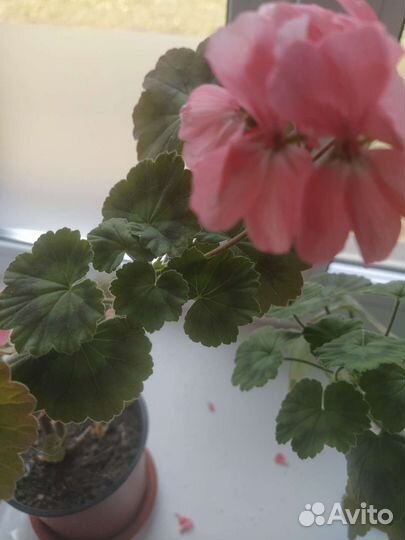 Пеларгония герань