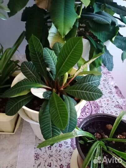 Хлорофитум