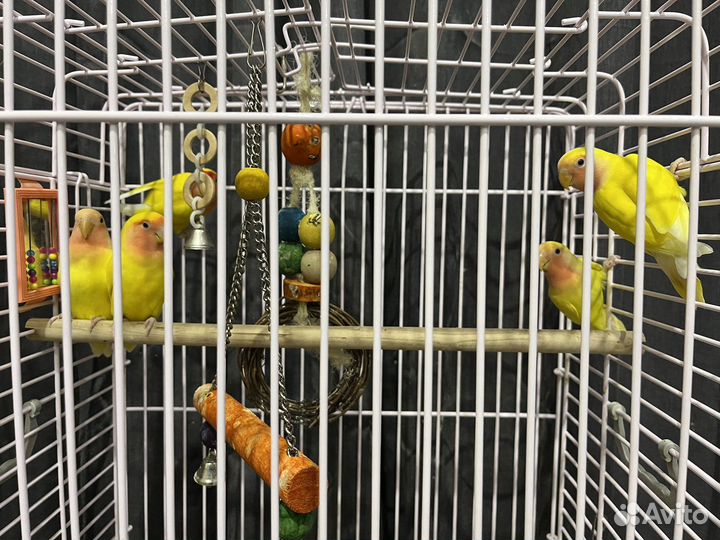 Неразлучники