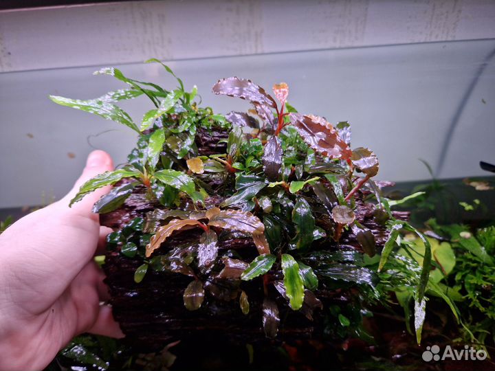 Креветка рили, Растения