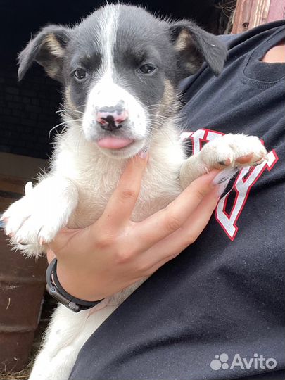 Собака в добрые руки отдам бесплатно