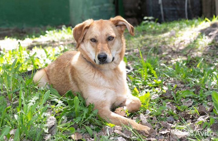 Котопес Итен ждет лучшего друга