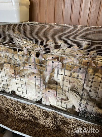 Продам индюшат