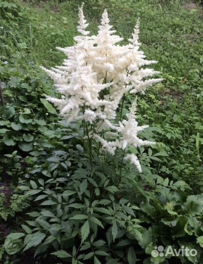 Растения для сада