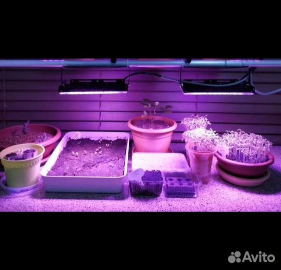 Фито лампа полного спектра 50 вт