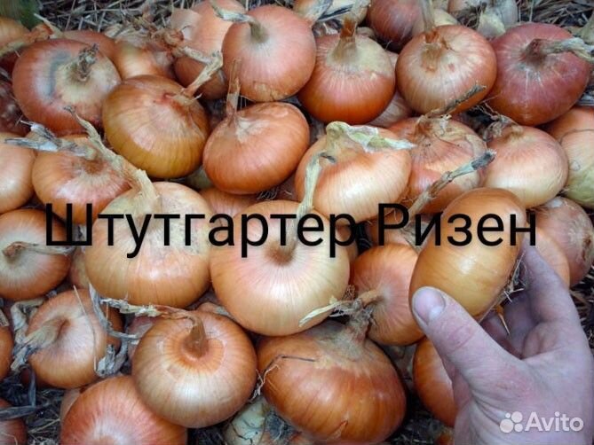 Лук Эксибишен F1(семена)