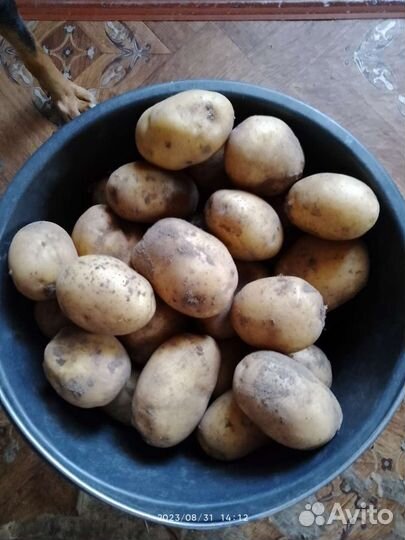 Продам картофель