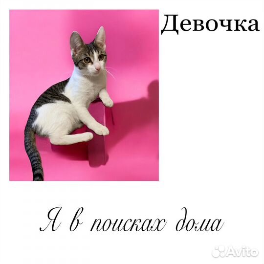 Котята