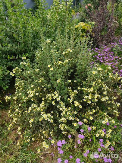 Лапчатка кустарниковая