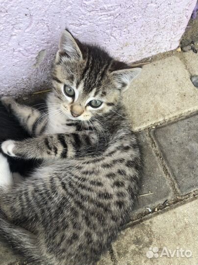 Кошка в дар