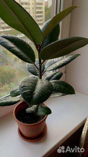 Фикус каучуконосный