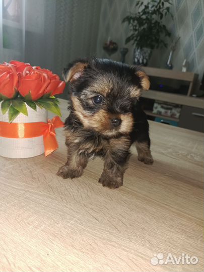 Йоркширский терьер