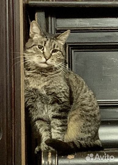 Метис британца