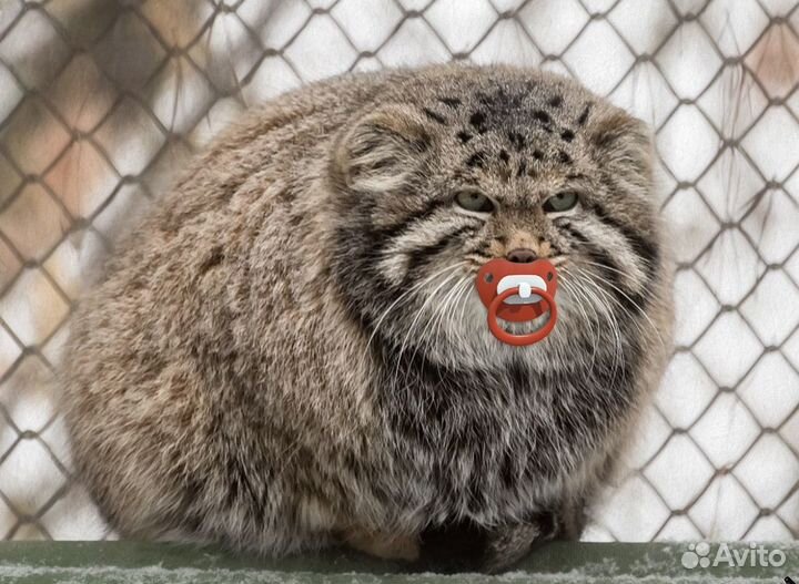 Личный заказ vazocha