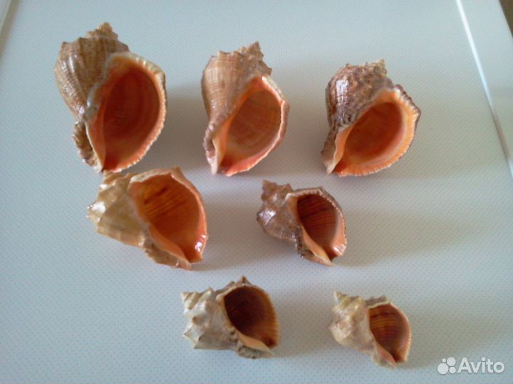 Морские раковины Рапаны