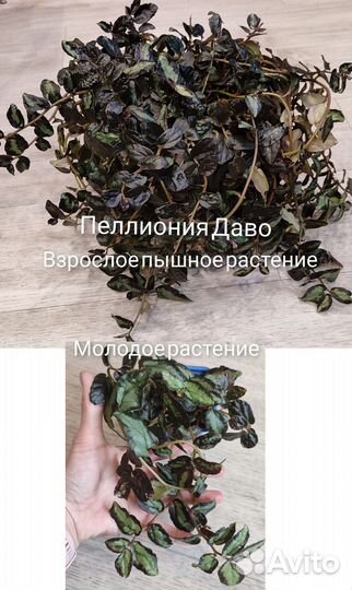 Комнатные цветы.Бегония,лианы,маранта,лудизия