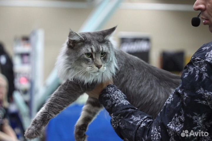 Кот Мейн Куна