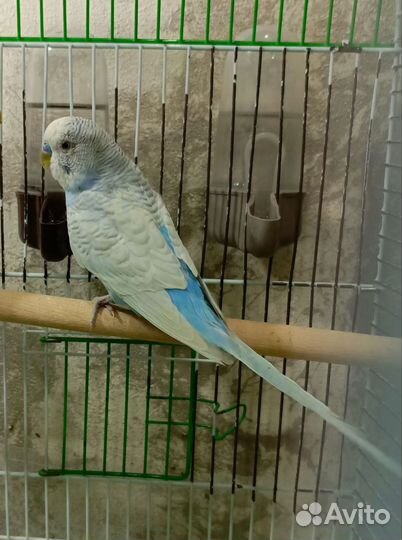 Волнистый попугай пара