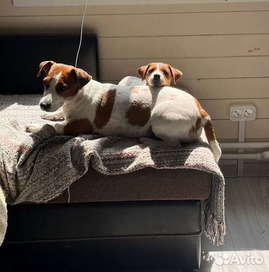 Щенки джек Рассел терьер