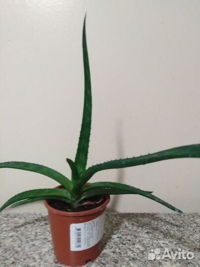 Комнатные растения и цветы