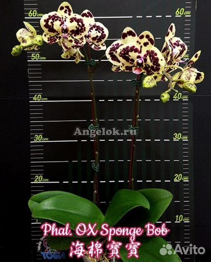 Орхидея OX Sponge Bob
