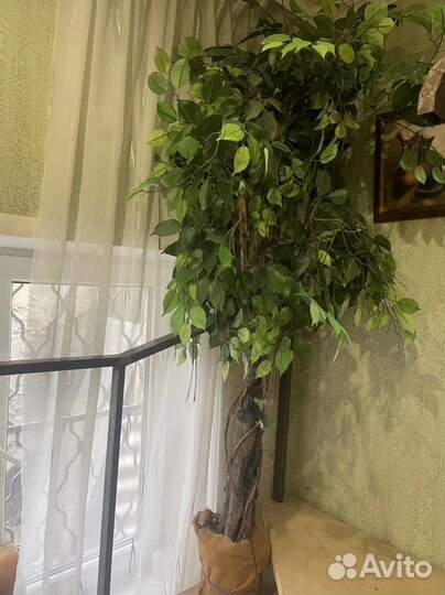 Искусственное Дерево Фикус бенджамина большой