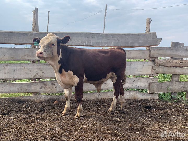 Продам бычков
