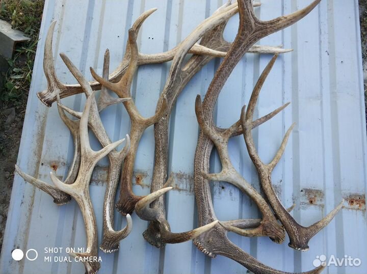 Рога, оленя или лося