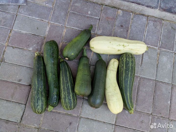 Кабачки домашние