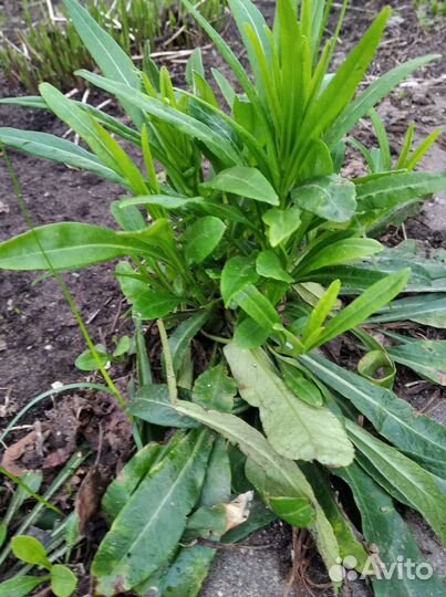 Многолетник Колокольчик садовый