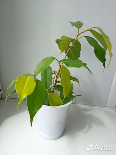 Фикус Бенджамина
