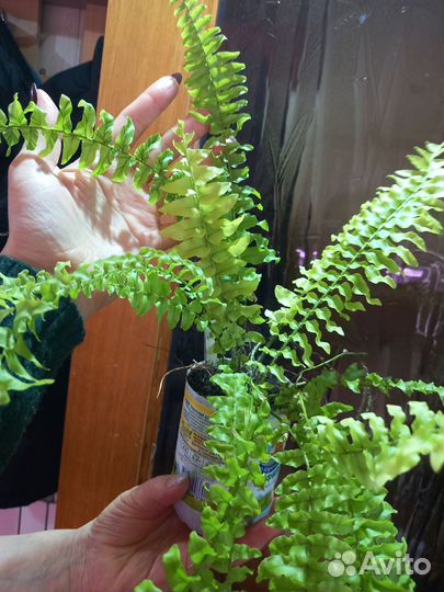 Папоротник 100