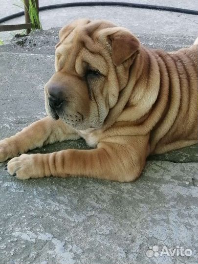 Шарпей вязка